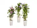 Bild 1 von Clematis