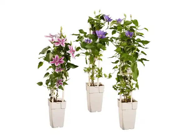 Bild 1 von Clematis