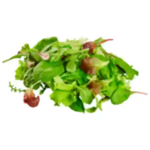 Wildkräuter Salat