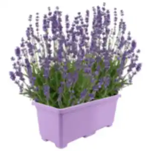 Lavendel im Balkonkasten oder REWE Beste Wahl Dahlie XL