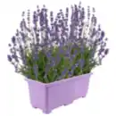 Bild 1 von Lavendel im Balkonkasten oder REWE Beste Wahl Dahlie XL