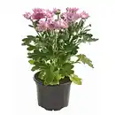 Bild 3 von Chrysantheme 1-Trieber Topf-Ø ca. 9 cm Chrysanthemum