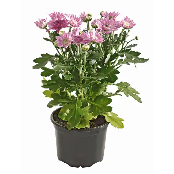 Bild 3 von Chrysantheme 1-Trieber Topf-Ø ca. 9 cm Chrysanthemum