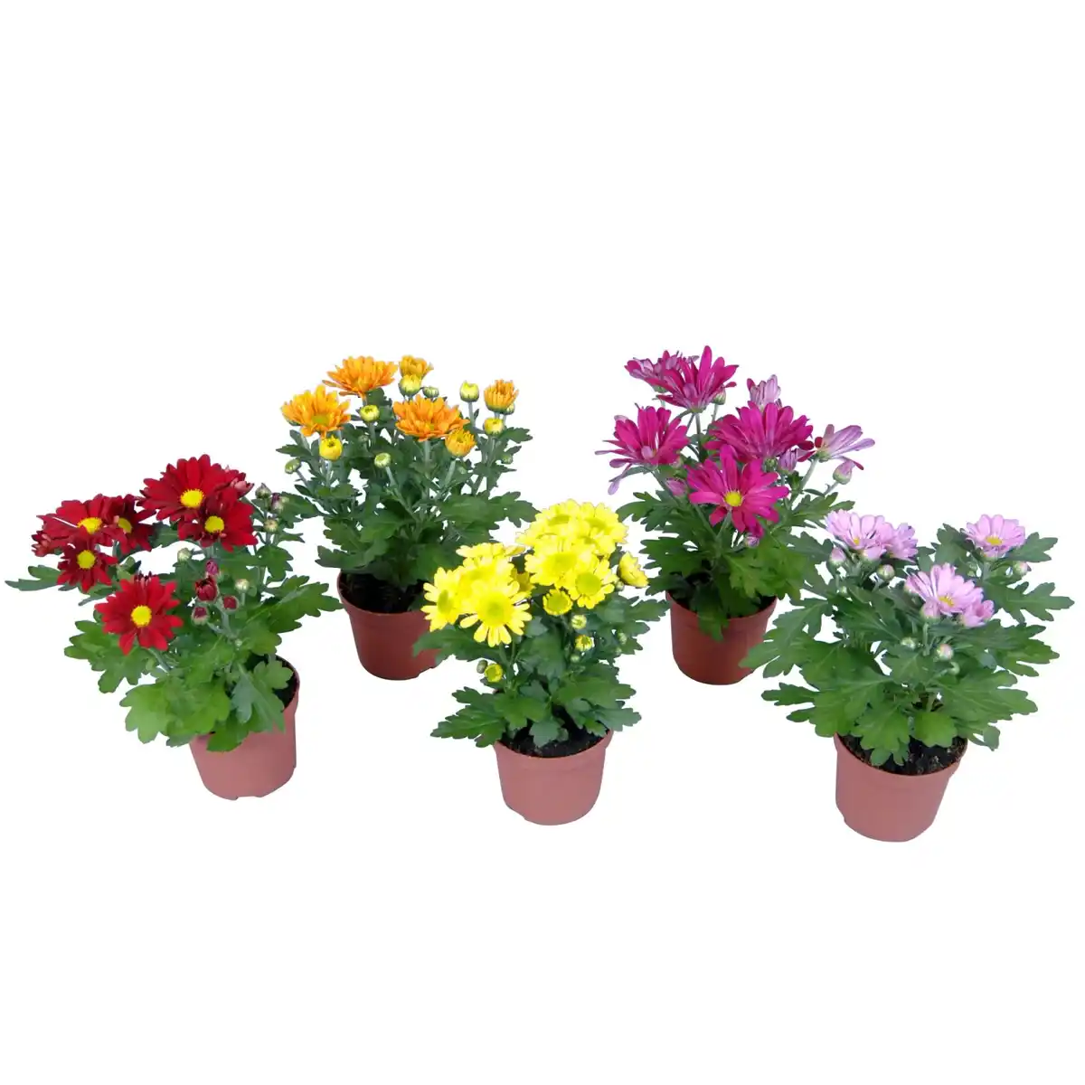 Bild 2 von Chrysantheme 1-Trieber Topf-Ø ca. 9 cm Chrysanthemum