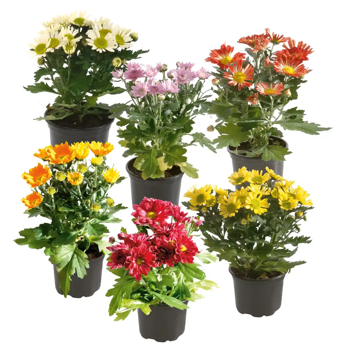 Bild 1 von Chrysantheme 1-Trieber Topf-Ø ca. 9 cm Chrysanthemum