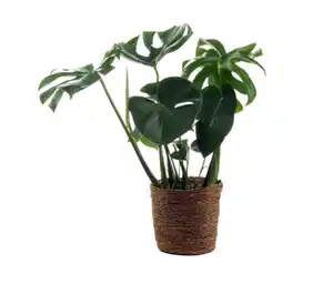 Monstera mit Übertopf