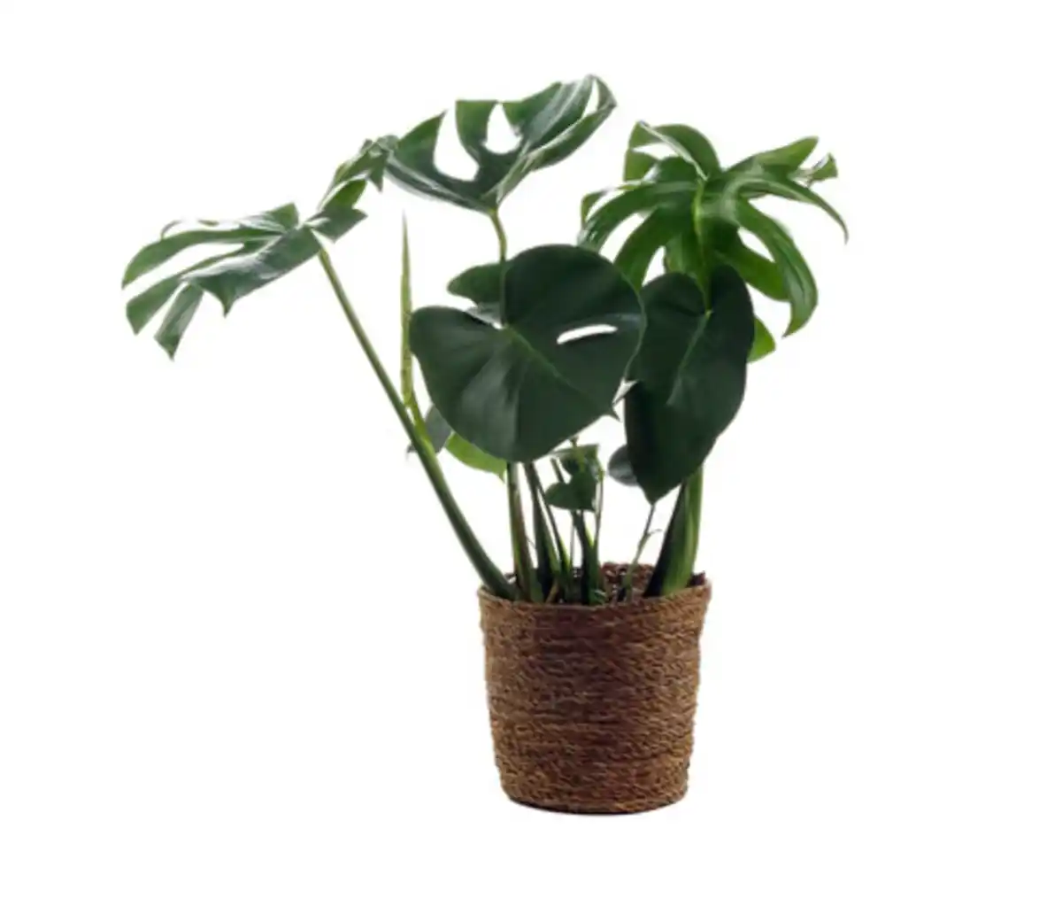 Bild 1 von Monstera mit Übertopf