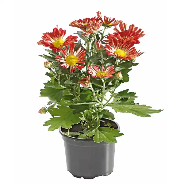 Bild 4 von Chrysantheme 1-Trieber Topf-Ø ca. 9 cm Chrysanthemum