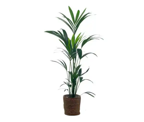 Bild 1 von Kentia-Palme mit Übertopf