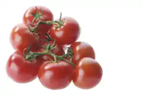 Strauchtomaten