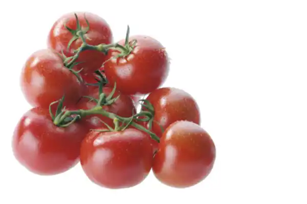 Bild 1 von Strauchtomaten