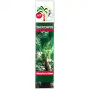 Bild 2 von Winterharte Palme