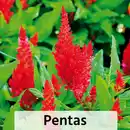 Bild 4 von Pentas Trio / Celosia Mono / Haarschöpfchen
