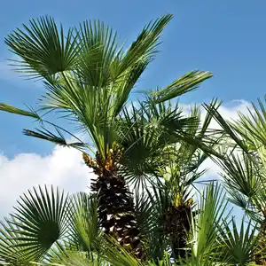 Winterharte Palme