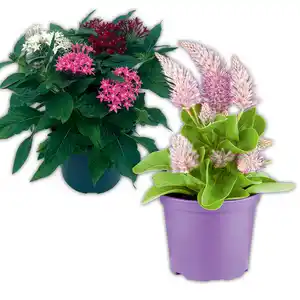 Pentas Trio / Celosia Mono / Haarschöpfchen