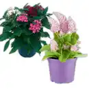 Bild 1 von Pentas Trio / Celosia Mono / Haarschöpfchen