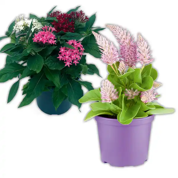 Bild 1 von Pentas Trio / Celosia Mono / Haarschöpfchen