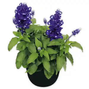 Salvia