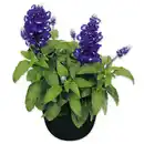 Bild 1 von Salvia