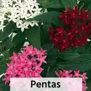 Bild 2 von Pentas Trio / Celosia Mono / Haarschöpfchen