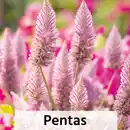 Bild 3 von Pentas Trio / Celosia Mono / Haarschöpfchen