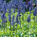 Bild 2 von Salvia