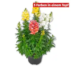 Löwenmäulchen*