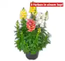 Bild 1 von Löwenmäulchen*