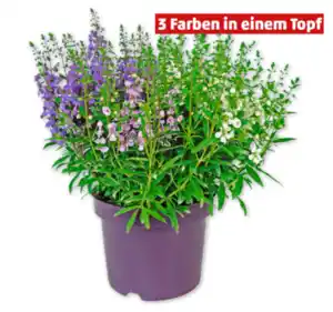 Engelsgesicht*