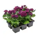 Bild 3 von GARDENLINE Chrysanthemen