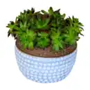 Bild 4 von GARDENLINE Sempervivum