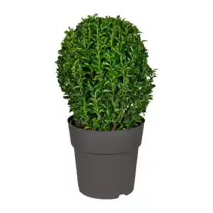 GARDENLINE Euonymus Green Wonder