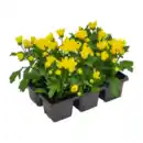 Bild 2 von GARDENLINE Chrysanthemen