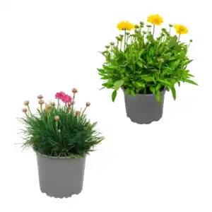 GARDENLINE Stauden- / Sommerblumen