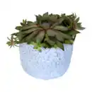 Bild 2 von GARDENLINE Sempervivum