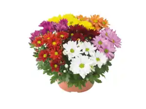 Chrysanthemen mehrfarbig