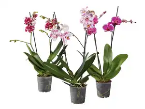 Schmetterlingsorchidee