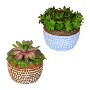 GARDENLINE Sempervivum