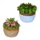 Bild 1 von GARDENLINE Sempervivum