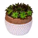 Bild 3 von GARDENLINE Sempervivum