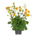 Bild 2 von GARDENLINE Stauden- / Sommerblumen