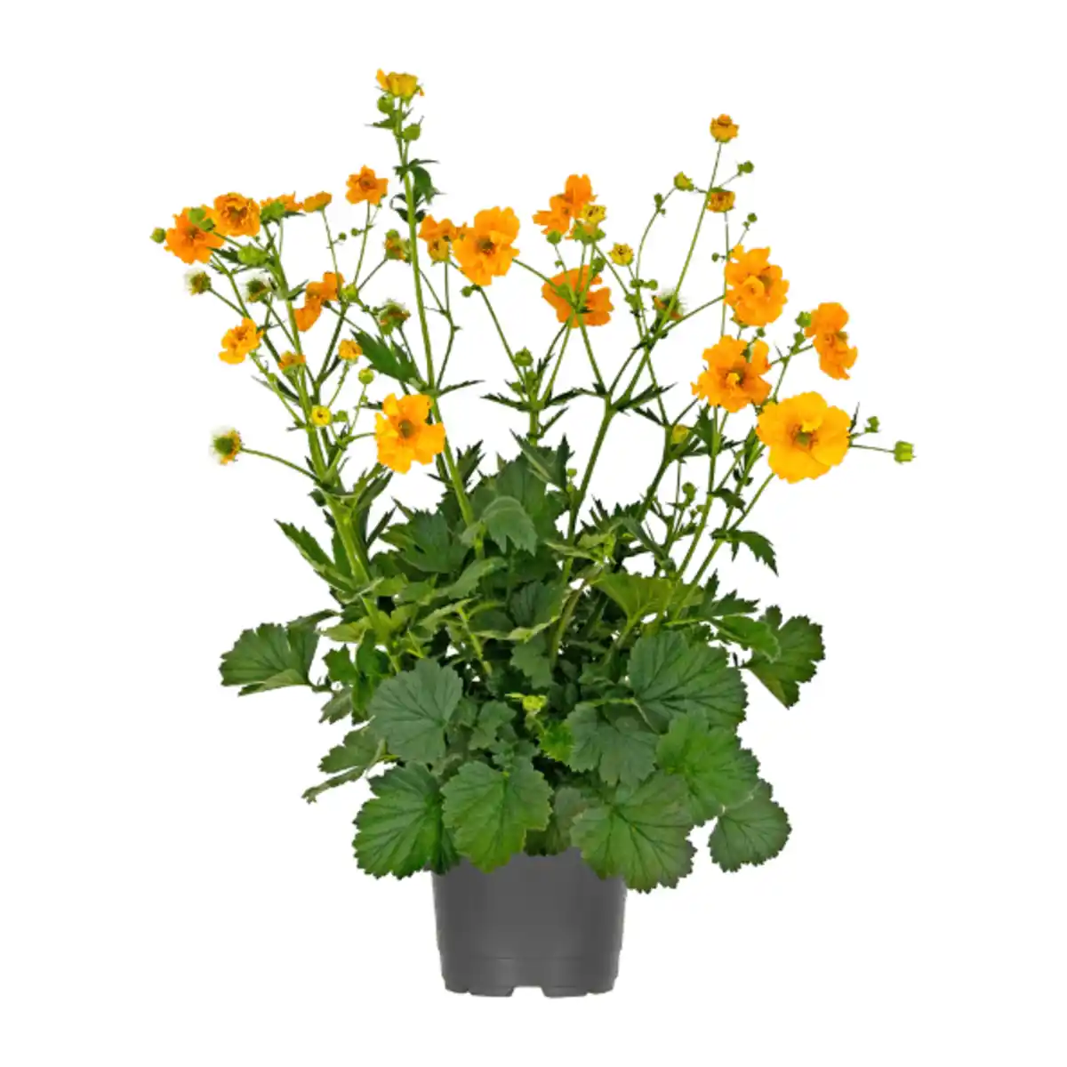 Bild 2 von GARDENLINE Stauden- / Sommerblumen