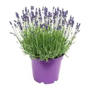 GARDENLINE Lavendel XXL