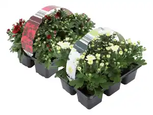 Chrysanthemen