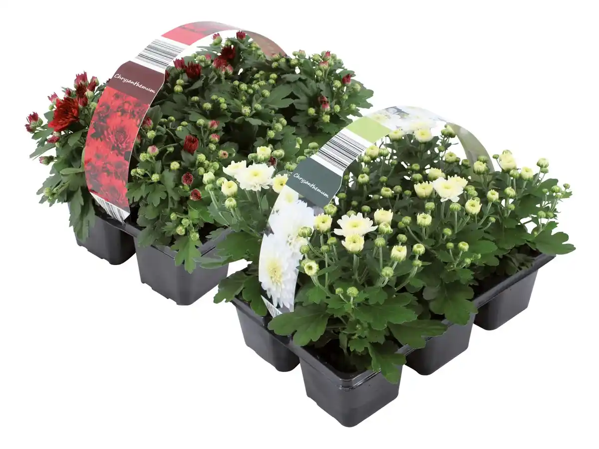 Bild 1 von Chrysanthemen