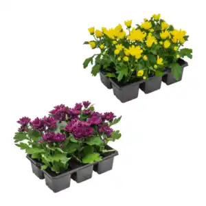 GARDENLINE Chrysanthemen