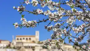Mallorca zur Mandelblüte
