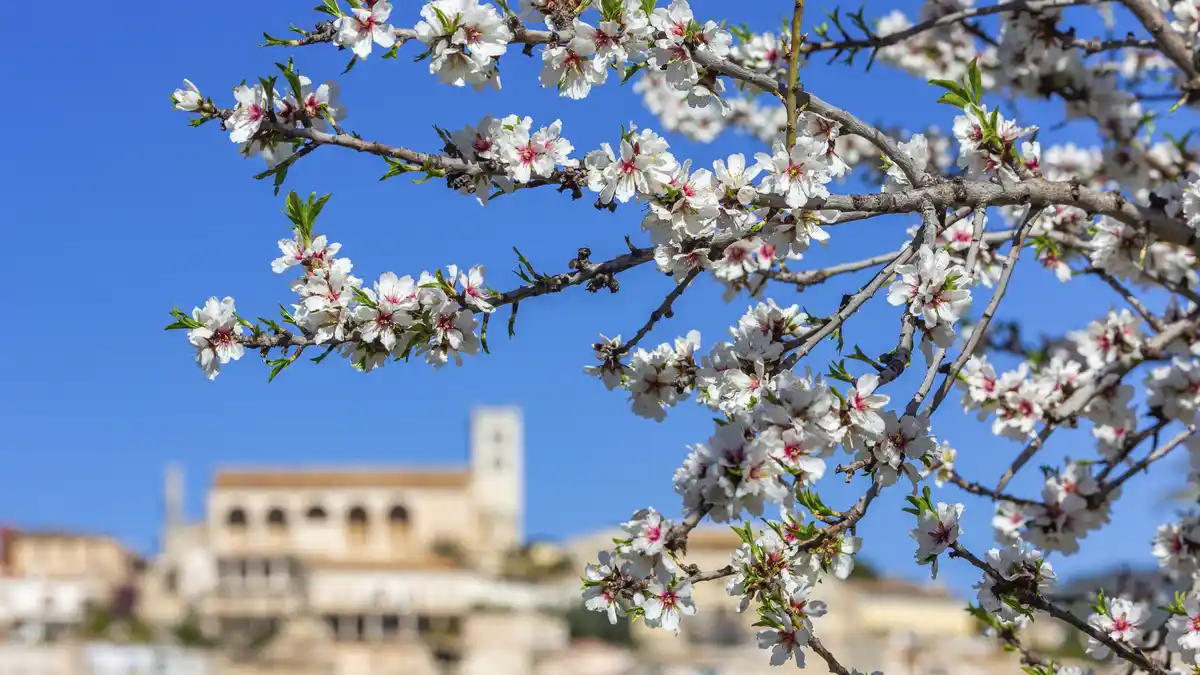 Bild 1 von Mallorca zur Mandelblüte