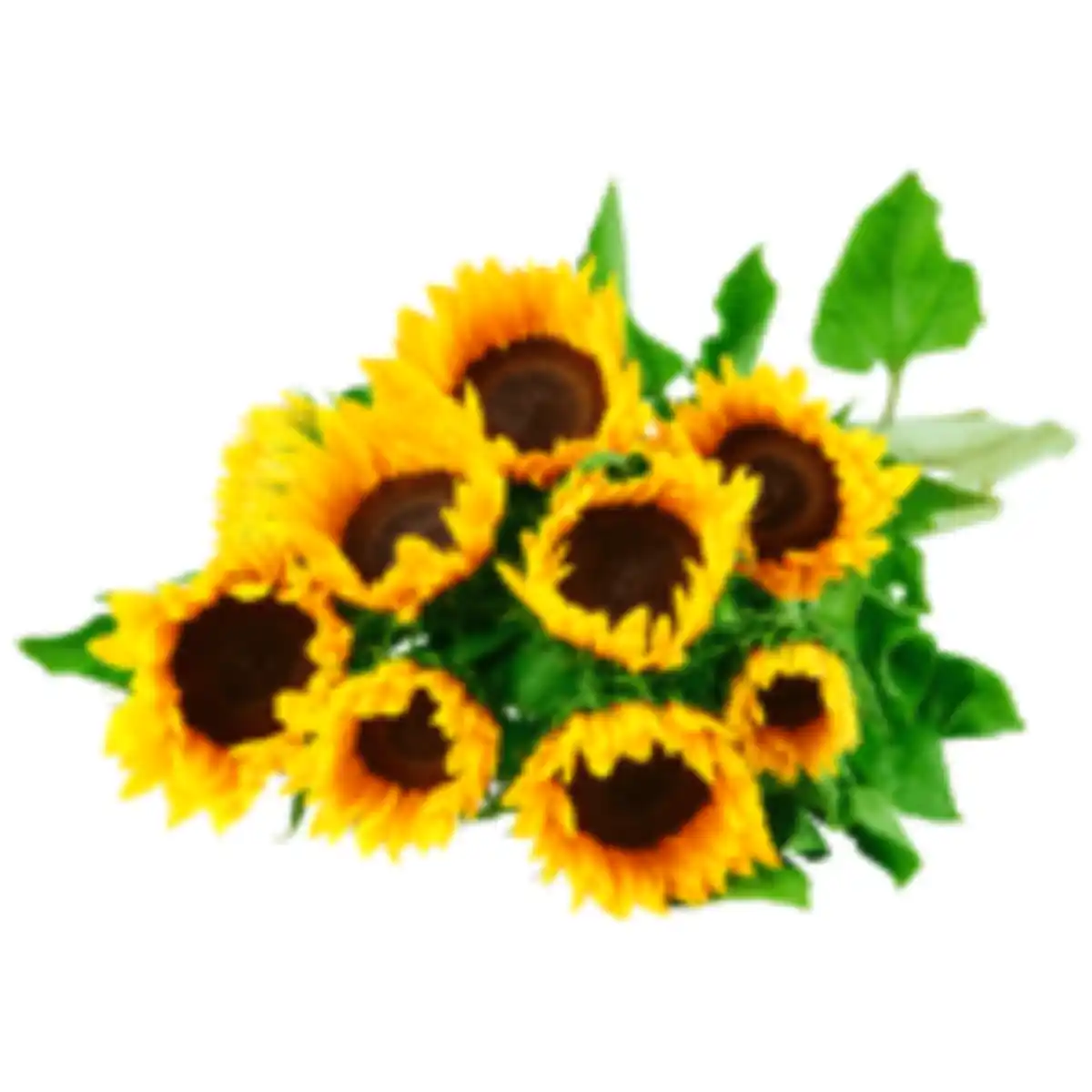 Bild 1 von Sonnenblumen