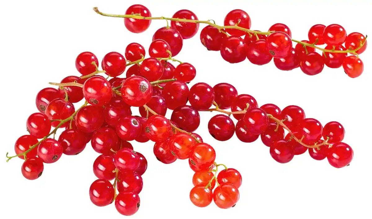 Bild 1 von Dtsch. Johannisbeeren, 500-g-Packg.